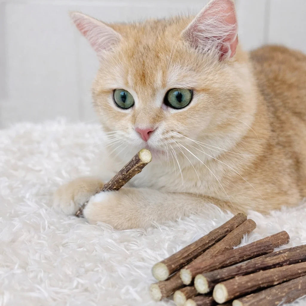 Natural Silvervine Cat Chew Sticks – Dental Cleaning Molar Toys for Cats & Kittens