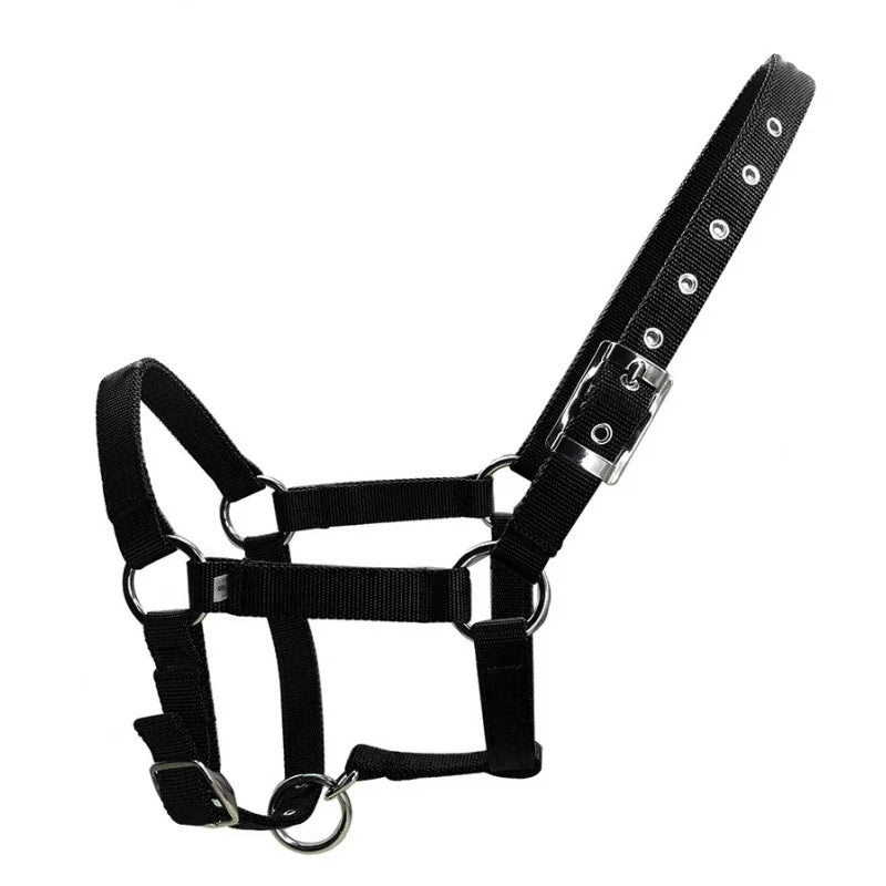 Adjustable Horse Halter – 25mm PP Webbing Headcollar with Metal Buckles (3 Colors)