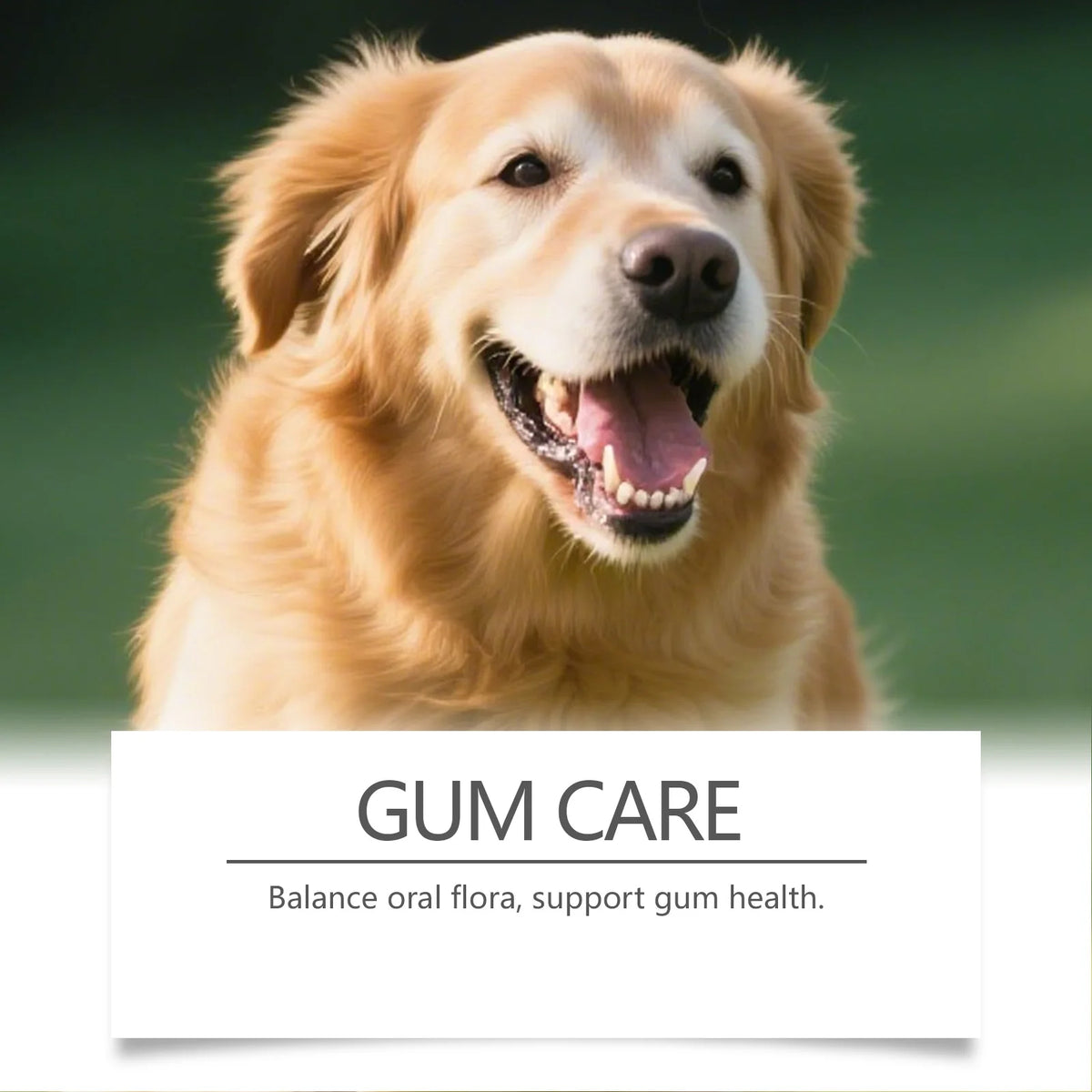 Natural Pet Dental Care Powder – Dog & Cat Breath Freshener, Plaque & Tartar Control, Enzyme Teeth Cleaning & Healthy Gum Support